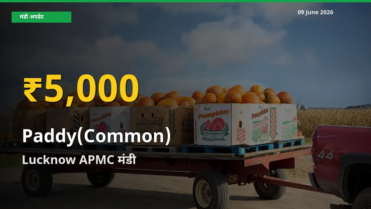 धान (सामान्य) के भावों में जबरदस्त उछाल, Lucknow APMC में नया उच्च स्तर