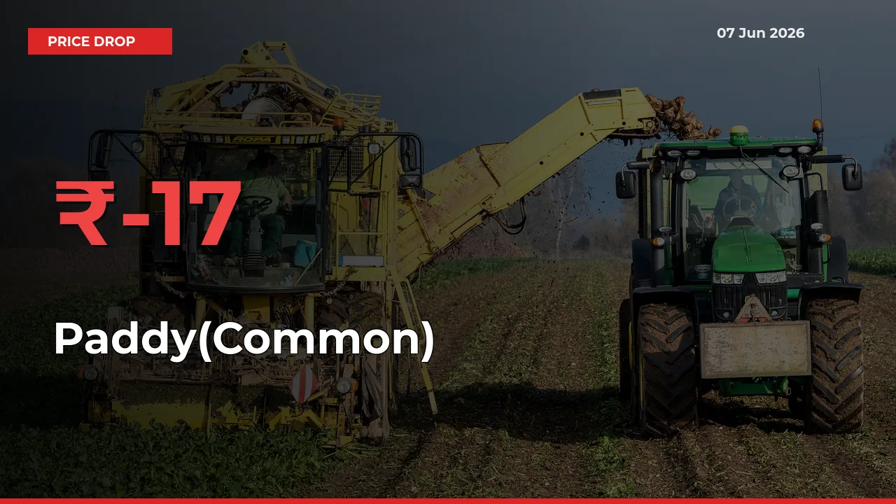 Paddy(Common) Prices Drop 16.56% in 24 Hours at Major Mandis