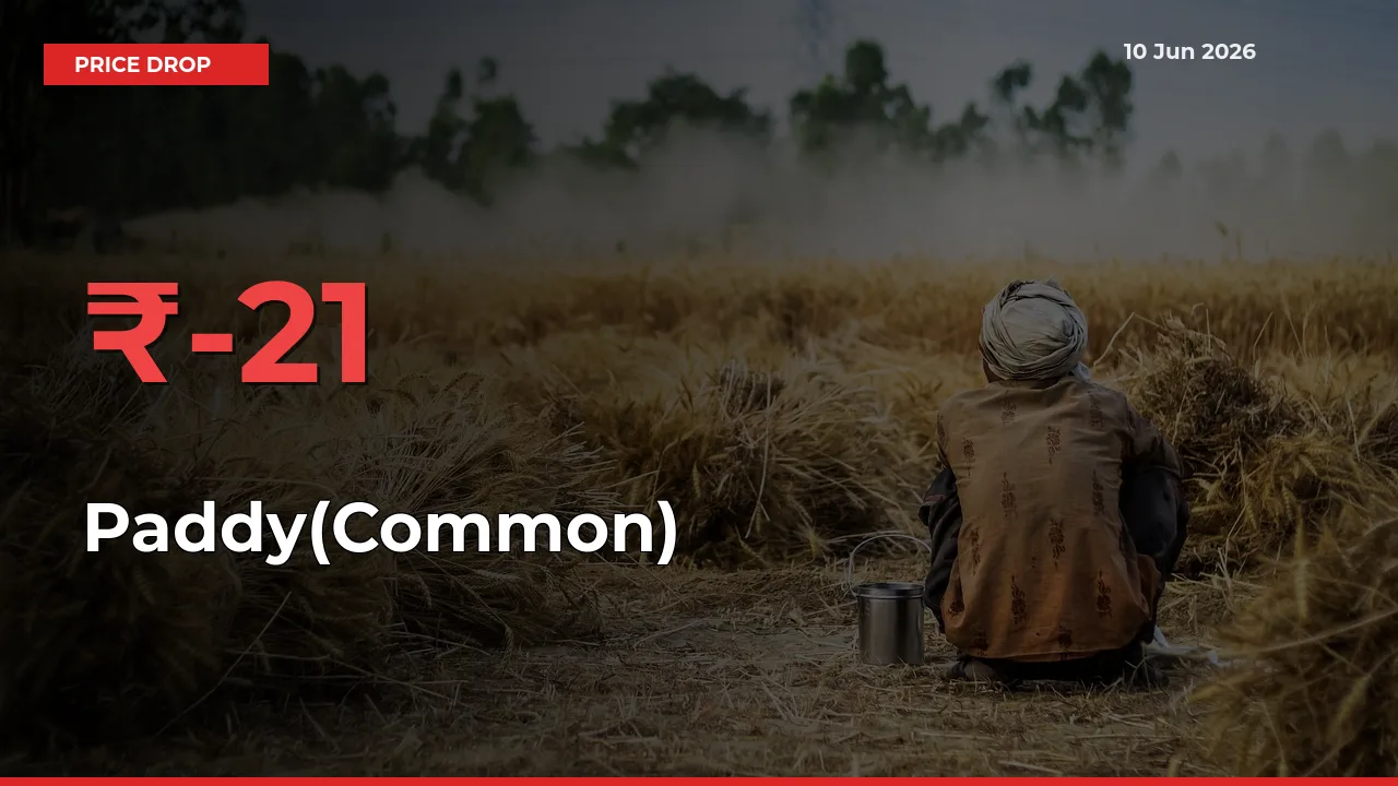 Sharp Fall! Paddy(Common) Prices Plunge 21.14% in a Day at Key Mandis