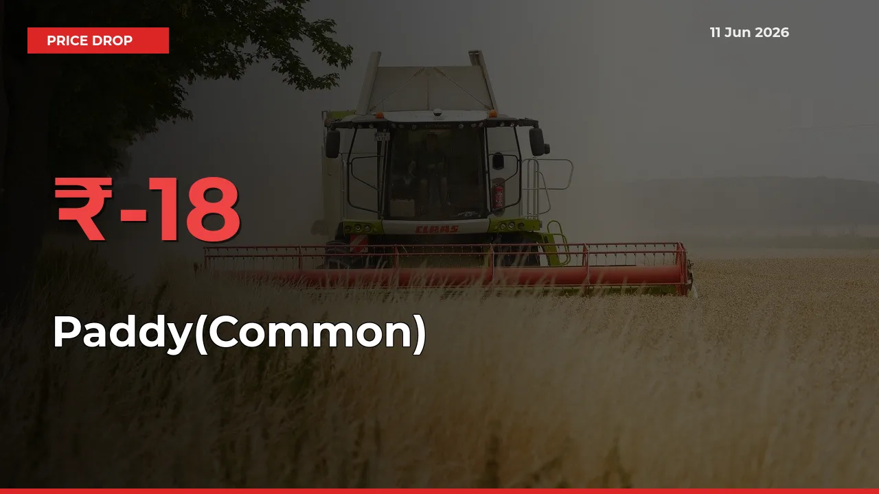 This Mandi Records 17.97% Fall in Paddy(Common) Prices