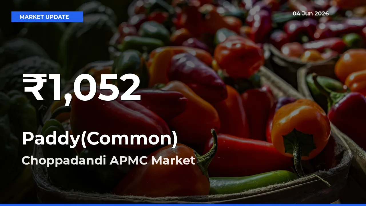 Big Drop! Paddy(Common) Slides to 30-Day Low at Choppadandi APMC