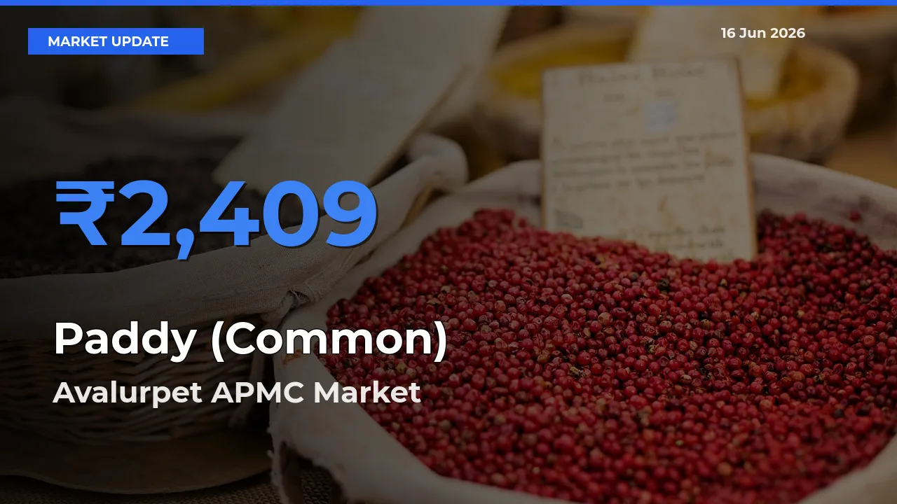 Avalurpet APMC Offers ₹2,409 – Highest Paddy (Common) Rate Today