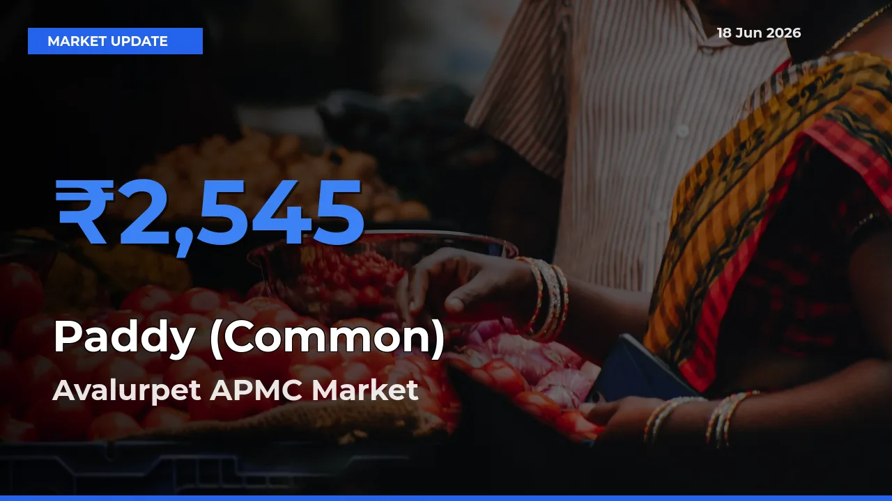 Avalurpet APMC Records Highest ₹2,545 Rate for Paddy (Common)