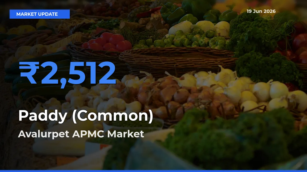 Market Watch: Avalurpet APMC Becomes Top Mandi for Paddy (Common)