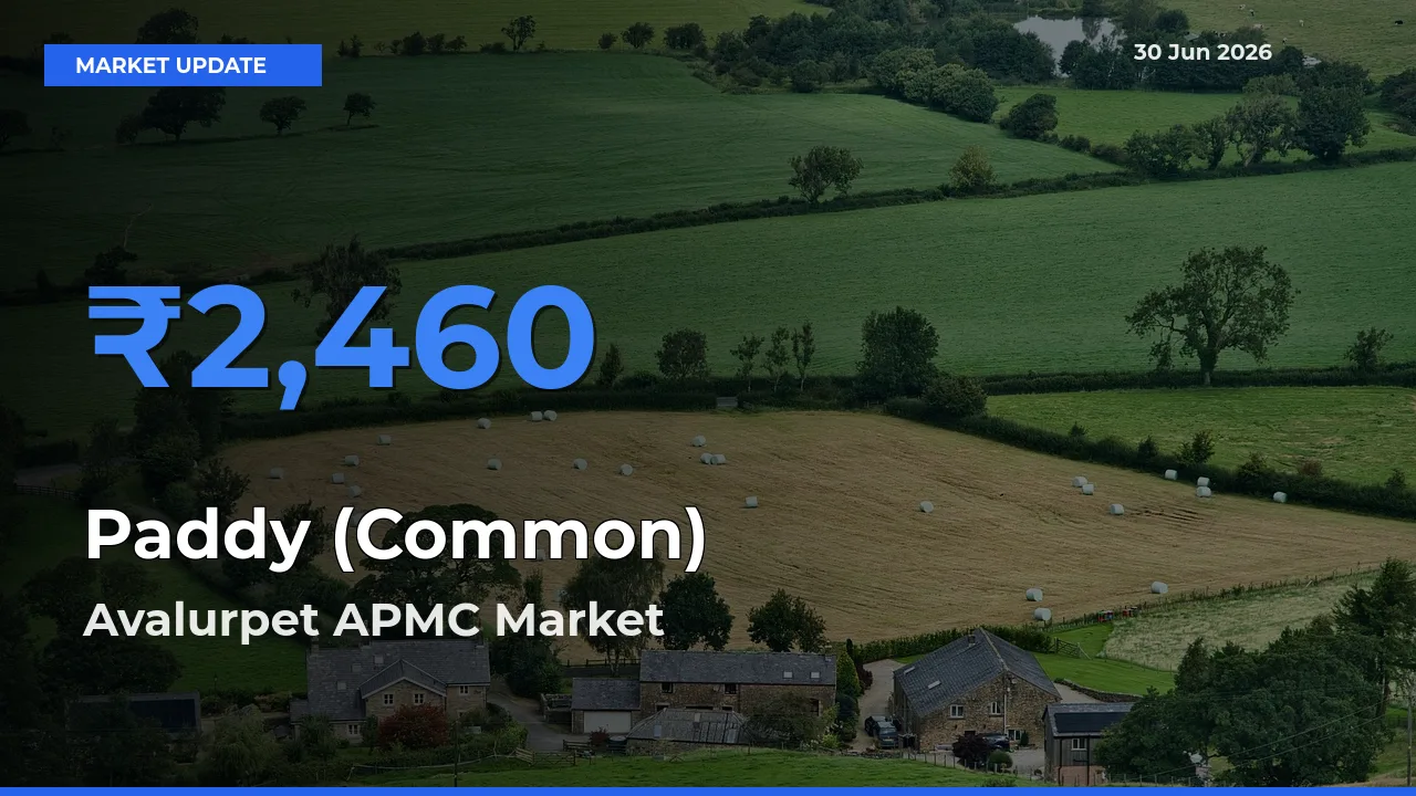 Avalurpet APMC Emerges as Top Mandi for Paddy (Common) Prices Today