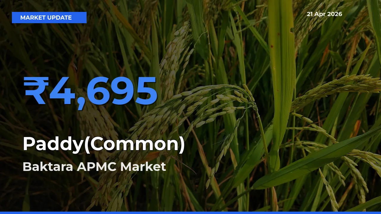 Baktara APMC Leads as Top Mandi for Paddy(Common) Prices