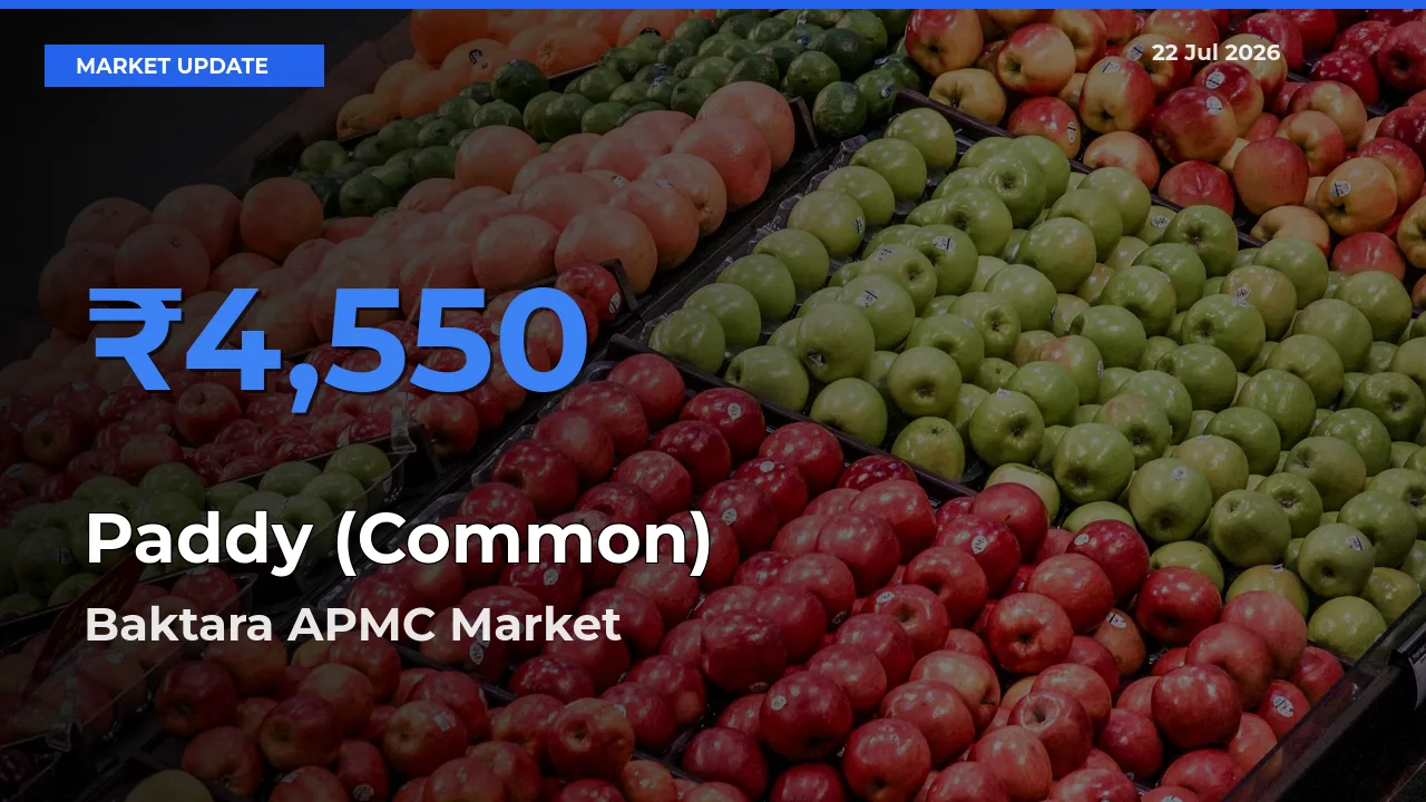 Baktara APMC Records Highest ₹4,550 Rate for Paddy (Common)