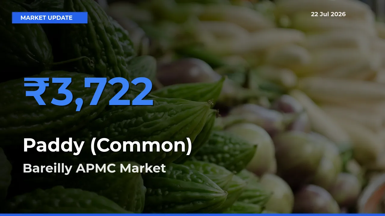 Bareilly APMC Records Highest ₹3,722 Rate for Paddy (Common)