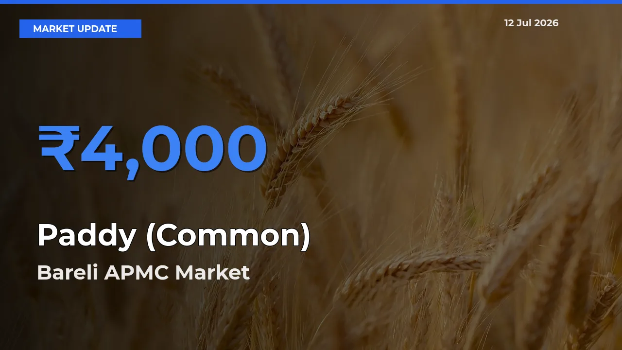 Market Watch: Bareli APMC Becomes Top Mandi for Paddy (Common)