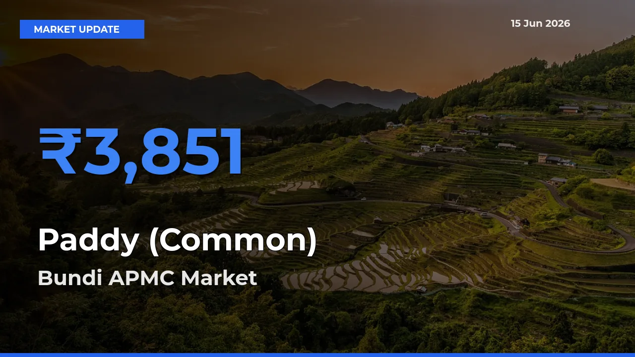Market Watch: Bundi APMC Becomes Top Mandi for Paddy (Common)