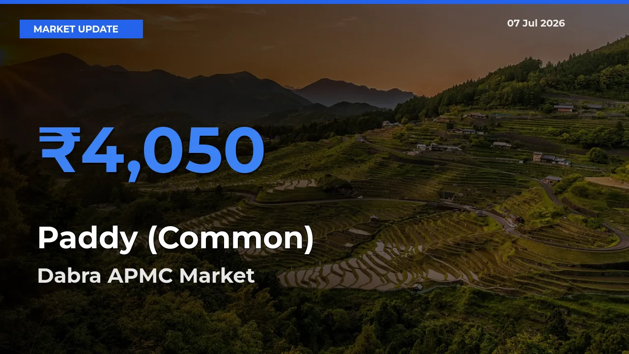 Paddy (Common) Mandi Rate Today: Dabra APMC Tops the List