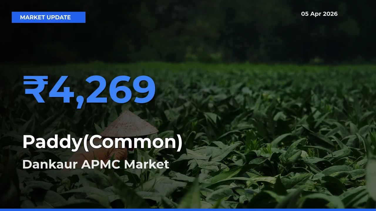 Top Performer! Dankaur APMC Offers Best Paddy(Common) Price Today
