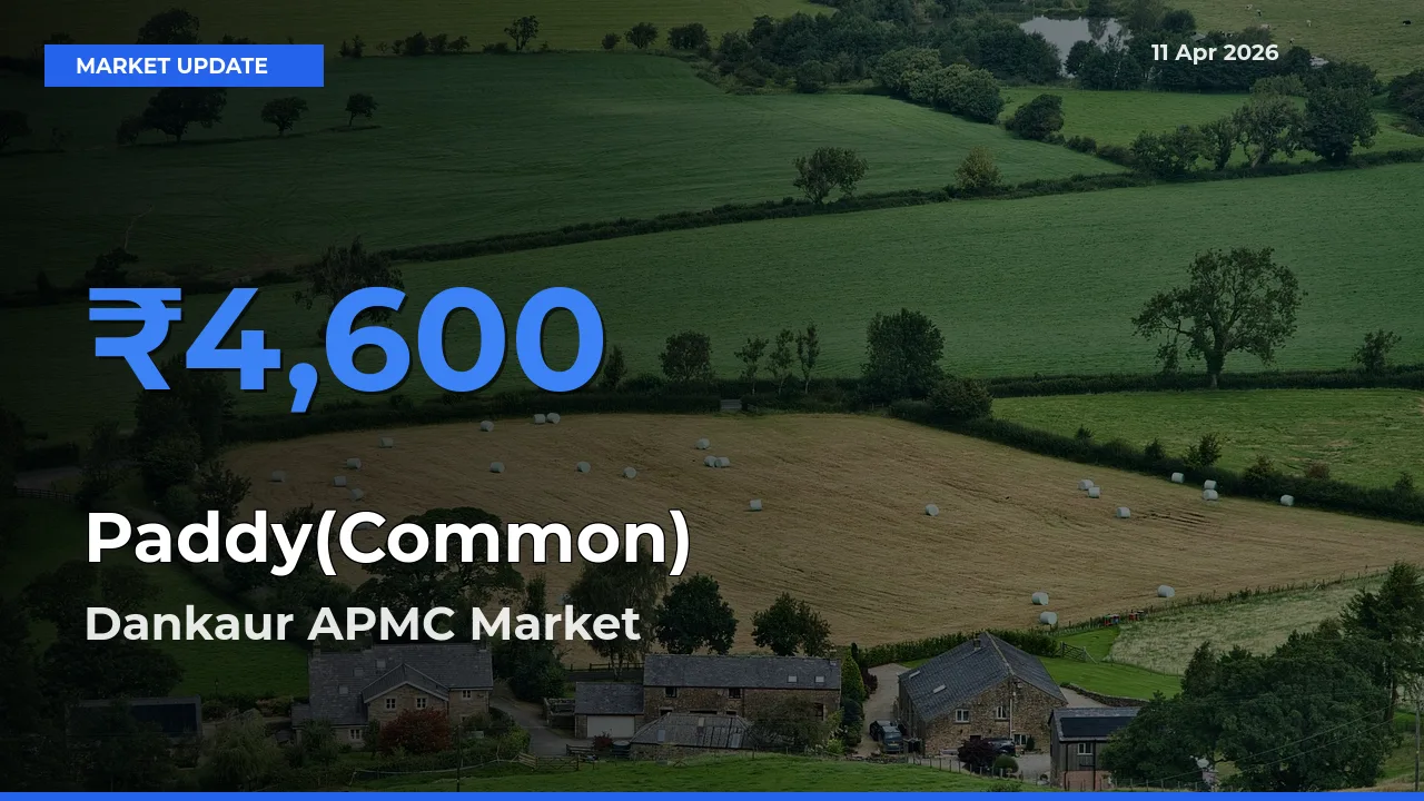 Dankaur APMC Emerges as Top Mandi for Paddy(Common) Prices Today