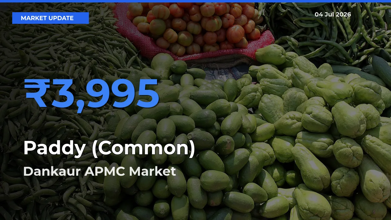 Market Watch: Dankaur APMC Becomes Top Mandi for Paddy (Common)