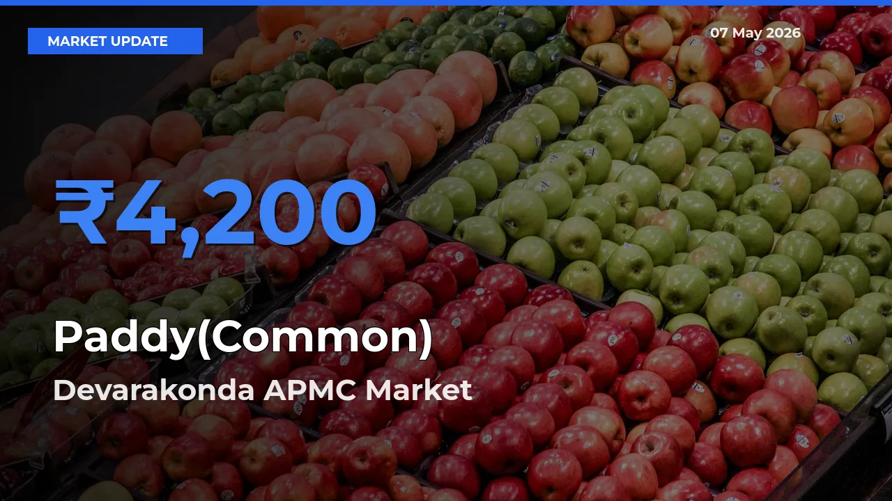 Top Performer! Devarakonda APMC Offers Best Paddy(Common) Price Today