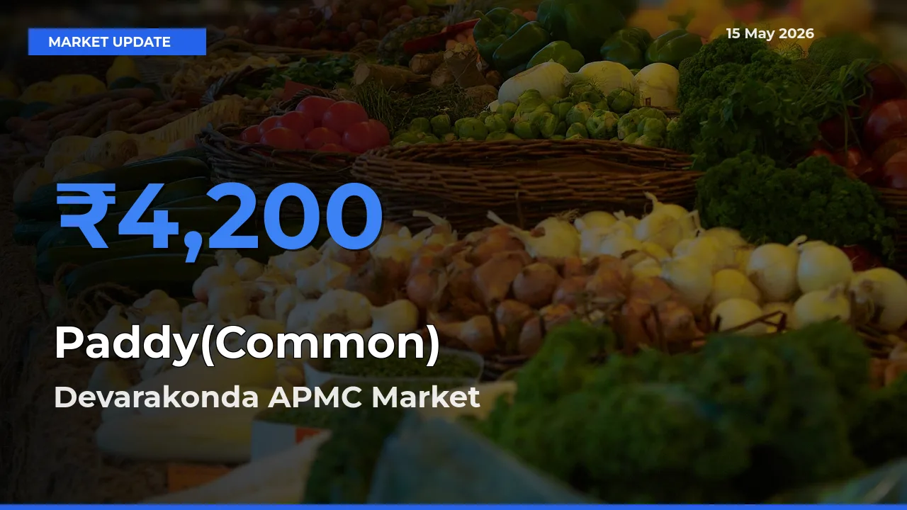 Paddy(Common) Mandi Rate Today: Devarakonda APMC Tops the List