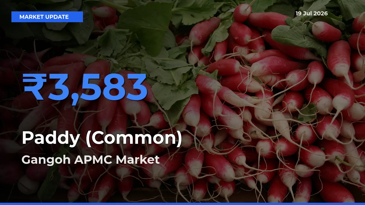 Gangoh APMC Emerges as Top Mandi for Paddy (Common) Prices Today