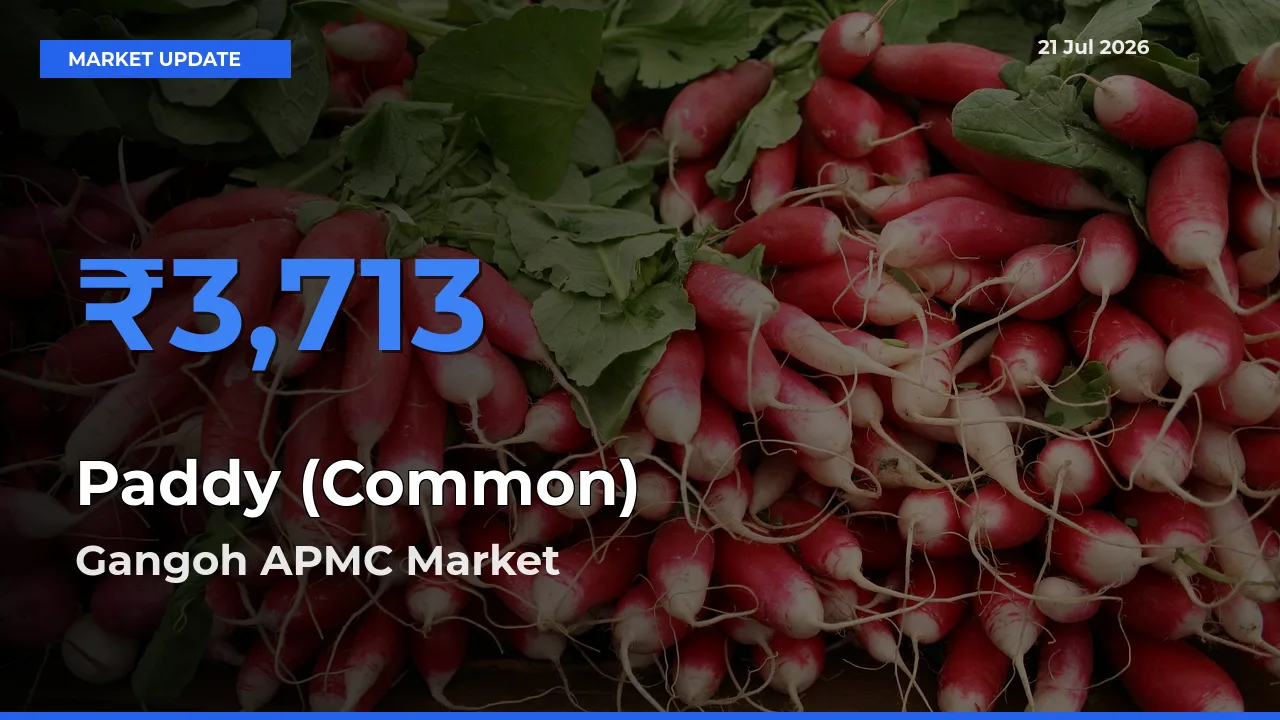 Gangoh APMC Offers ₹3,713 – Highest Paddy (Common) Rate Today