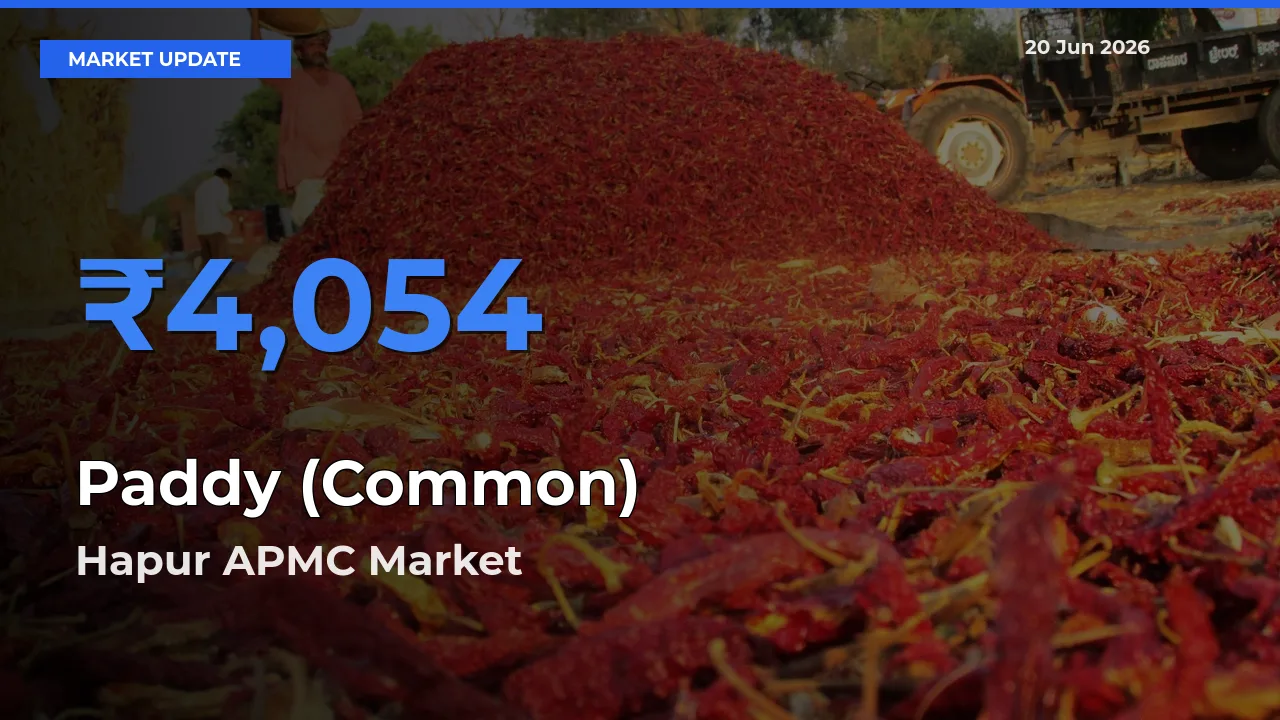 Market Watch: Hapur APMC Becomes Top Mandi for Paddy (Common)