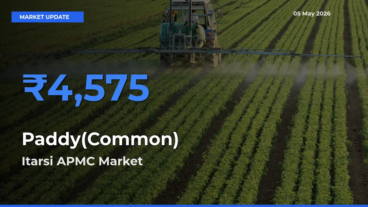 Itarsi APMC Records Highest ₹4,575 Rate for Paddy(Common)