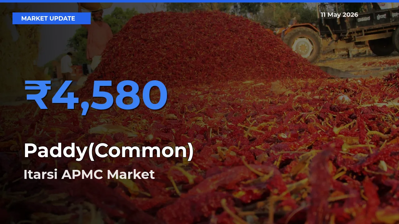 Itarsi APMC Leads as Top Mandi for Paddy(Common) Prices
