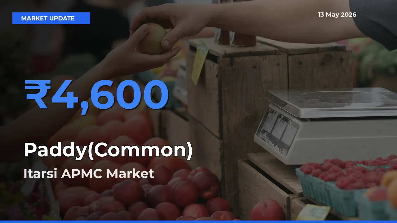 Top Performer! Itarsi APMC Offers Best Paddy(Common) Price Today