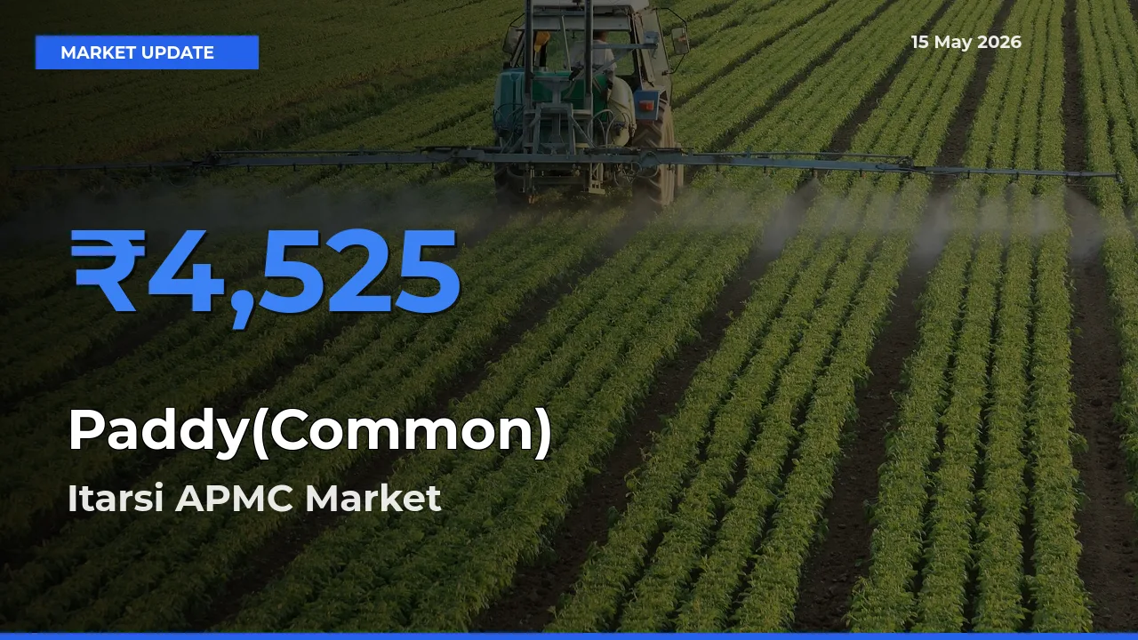 Farmers Prefer Itarsi APMC as Paddy(Common) Hits Highest Rate