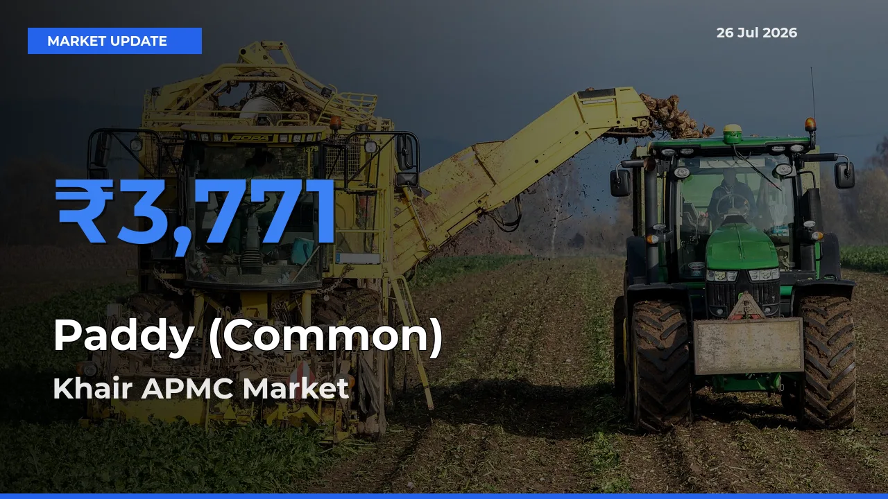 Top Performer! Khair APMC Offers Best Paddy (Common) Price Today