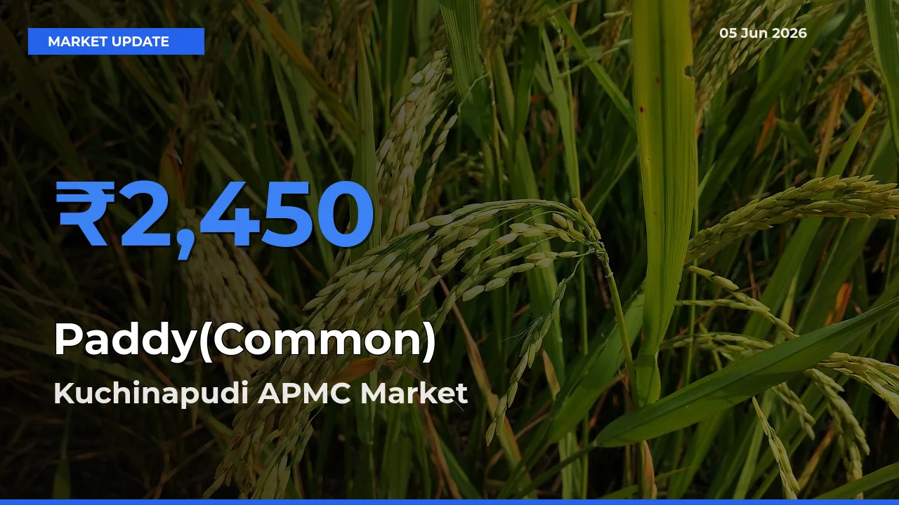 Kuchinapudi APMC Records Highest ₹2,450 Rate for Paddy(Common)