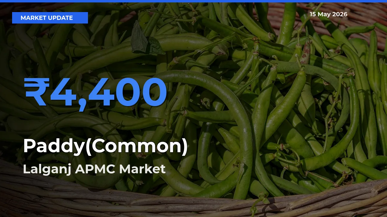 Lalganj APMC Tops Paddy(Common) Rates – May 15 Market Update