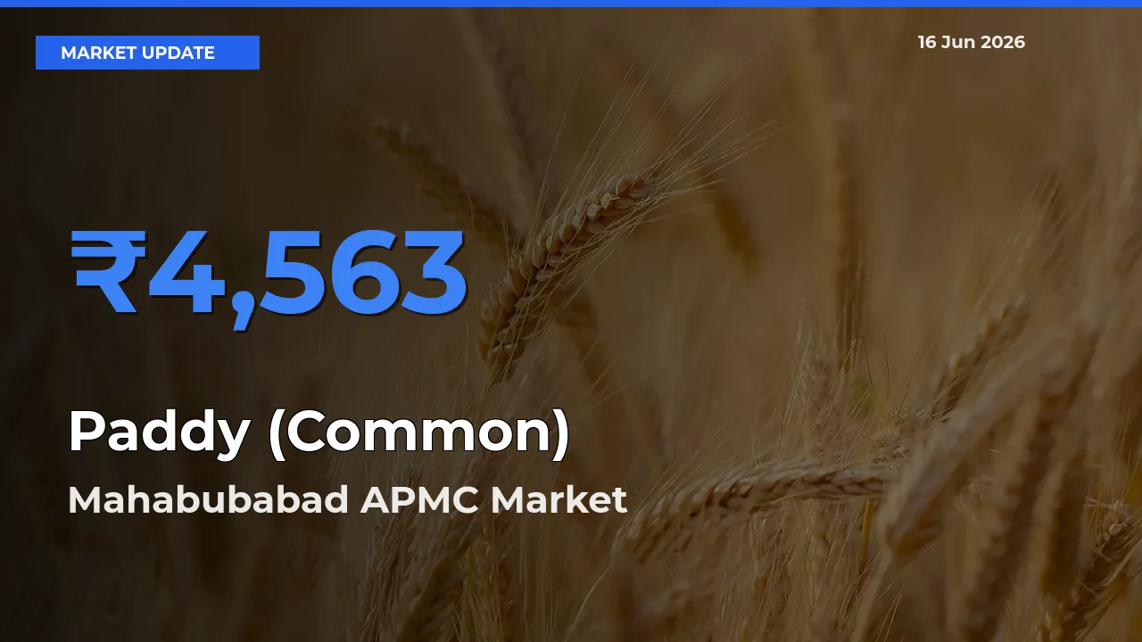 Mahabubabad APMC Tops Paddy (Common) Rates – June 16 Market Update