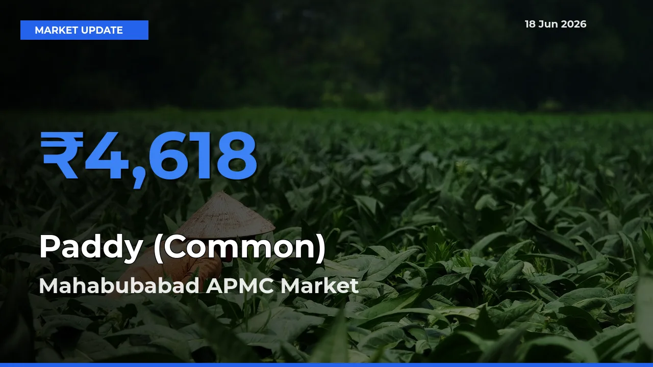 Mahabubabad APMC Tops Paddy (Common) Rates – June 18 Market Update
