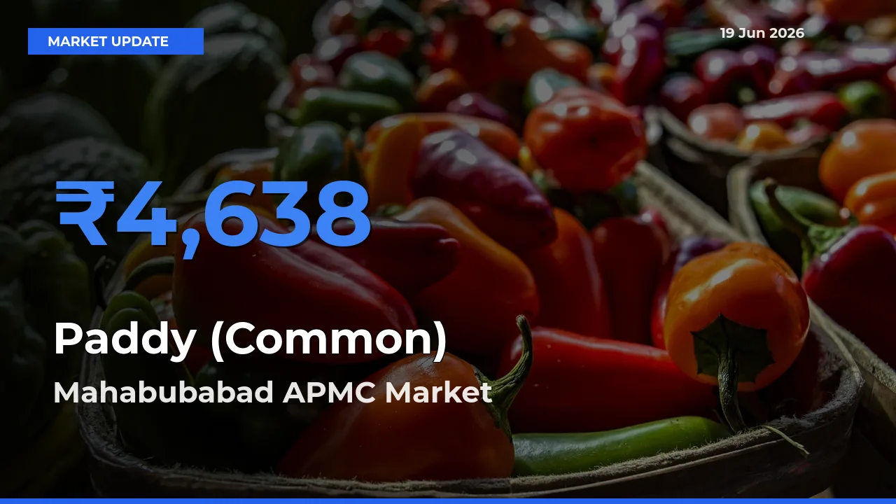 Market Watch: Mahabubabad APMC Becomes Top Mandi for Paddy (Common)