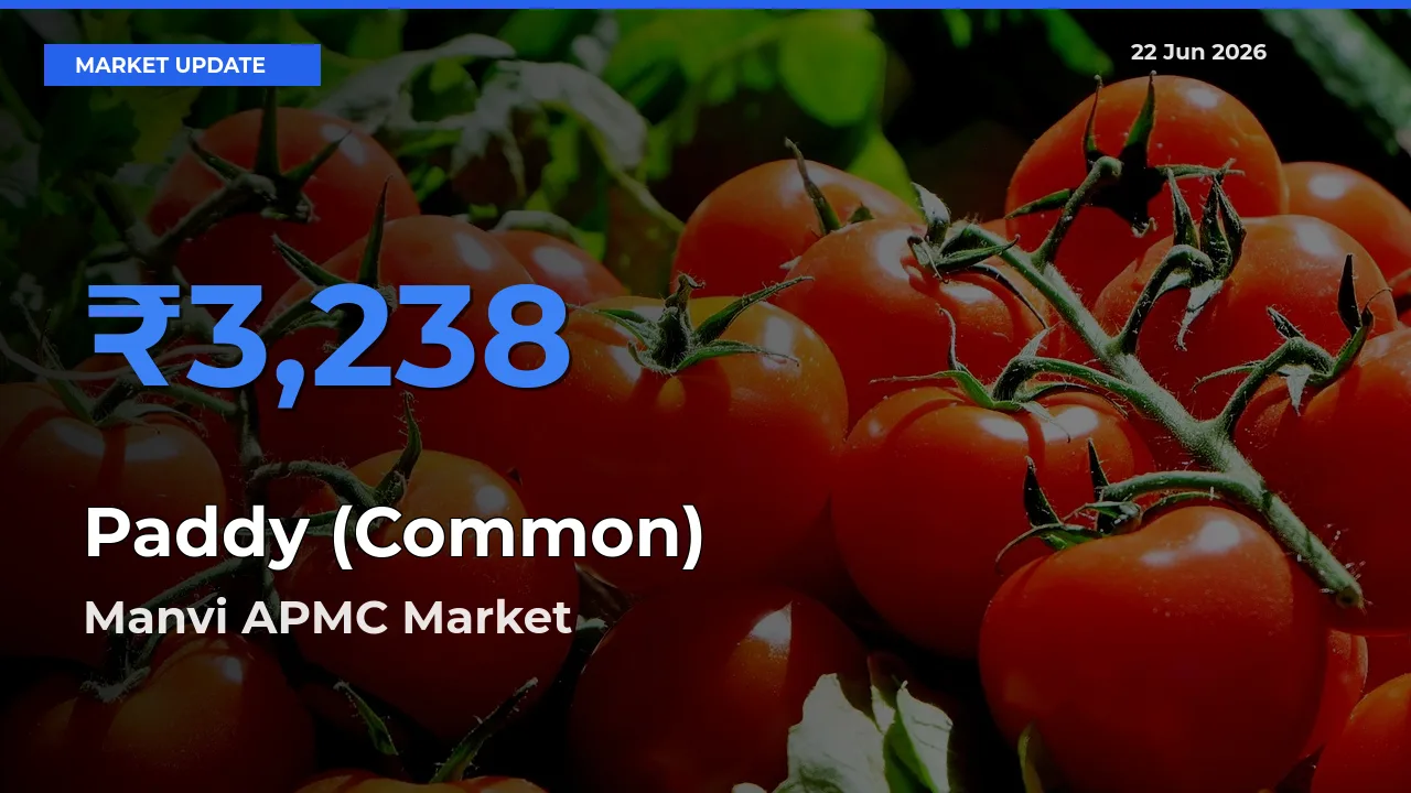 Manvi APMC Tops Paddy (Common) Rates – June 22 Market Update