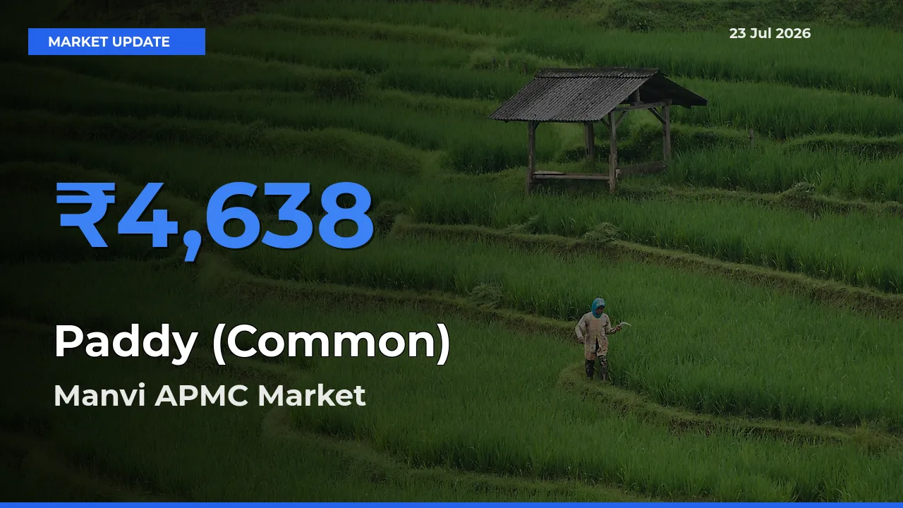 Market Watch: Manvi APMC Becomes Top Mandi for Paddy (Common)