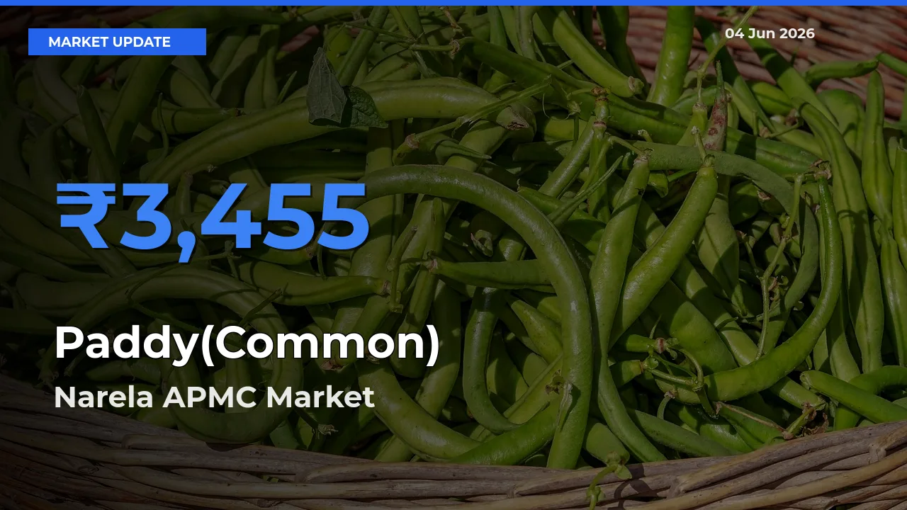 Top Performer! Narela APMC Offers Best Paddy(Common) Price Today
