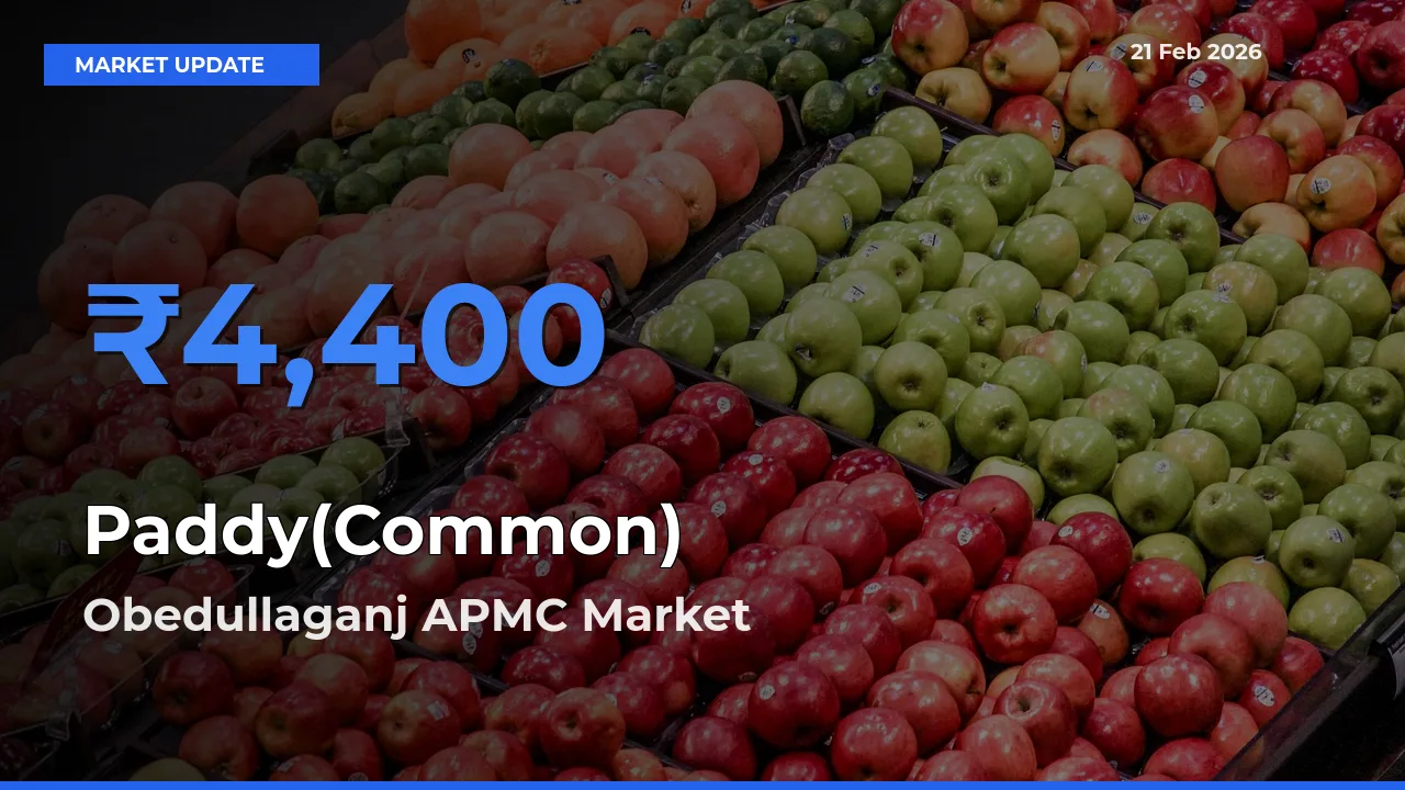 Obedullaganj APMC Tops Paddy(Common) Rates – February 21 Market Update