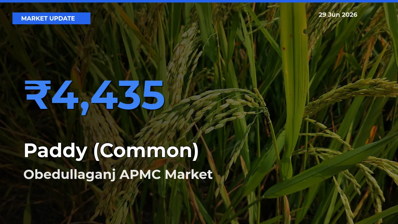 Obedullaganj APMC Leads as Top Mandi for Paddy (Common) Prices