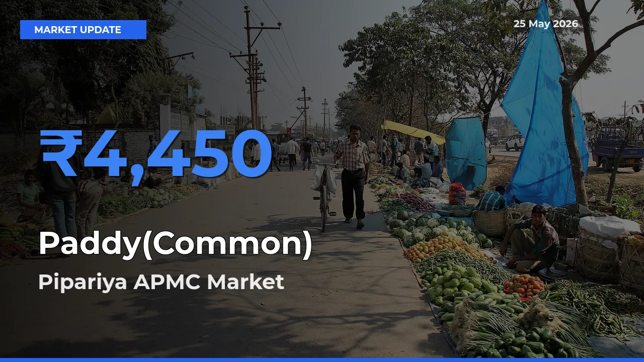 Pipariya APMC Emerges as Top Mandi for Paddy(Common) Prices Today