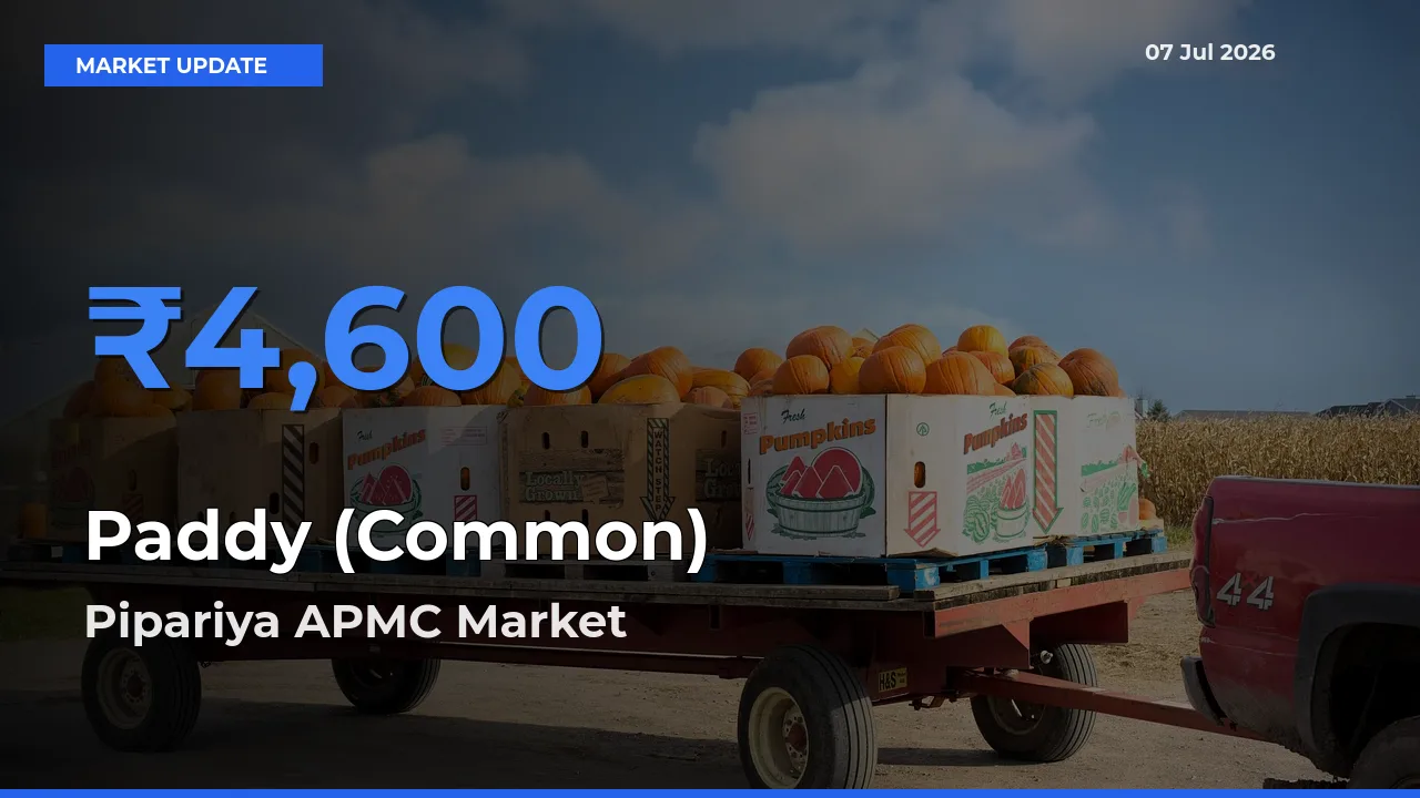 Pipariya APMC Records Highest ₹4,600 Rate for Paddy (Common)