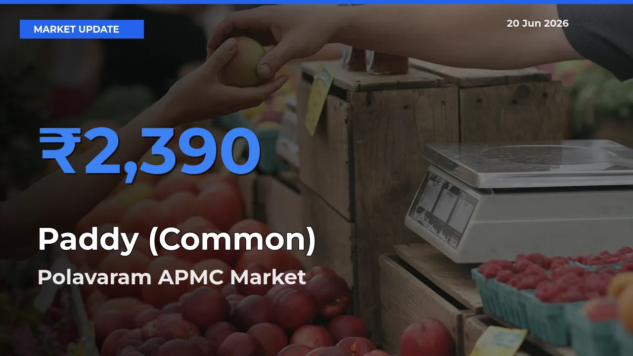 Polavaram APMC Records Highest ₹2,390 Rate for Paddy (Common)