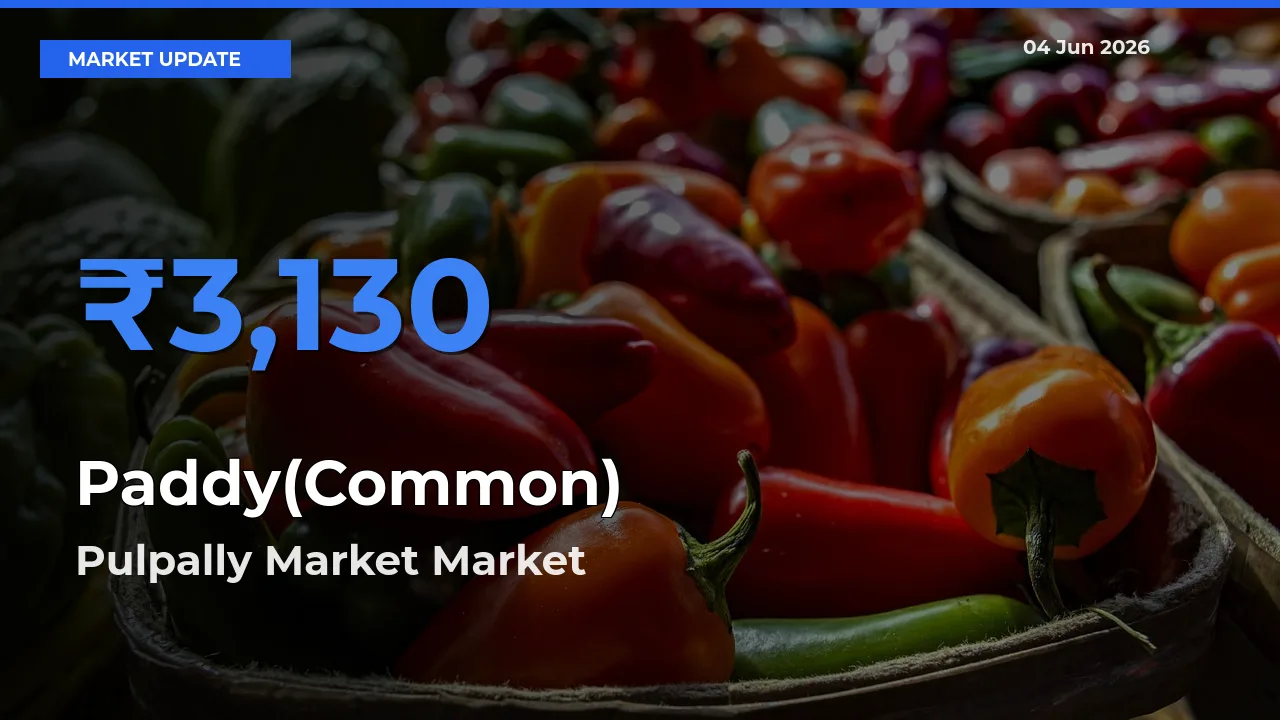Top Performer! Pulpally Market Offers Best Paddy(Common) Price Today