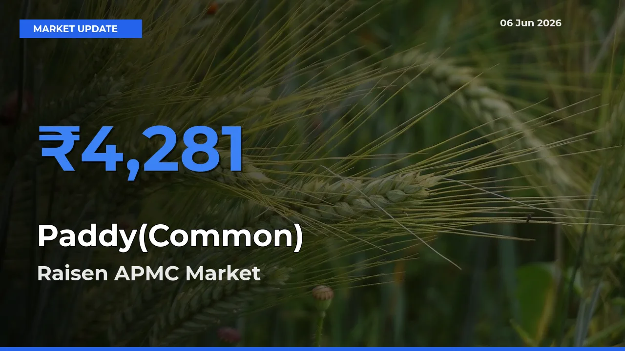 Raisen APMC Emerges as Top Mandi for Paddy(Common) Prices Today
