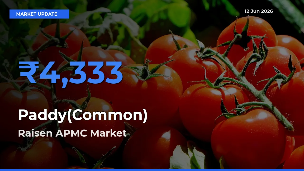 Farmers Prefer Raisen APMC as Paddy(Common) Hits Highest Rate