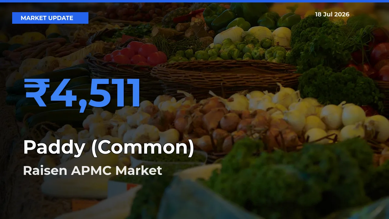 Raisen APMC Emerges as Top Mandi for Paddy (Common) Prices Today