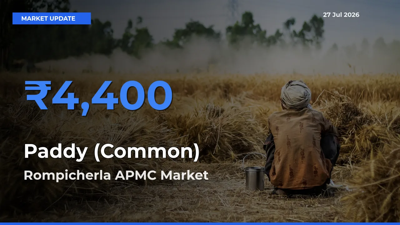 Rompicherla APMC, Chittor, Andhra Pradesh Tops Paddy (Common) Rates – July 27 Market Update