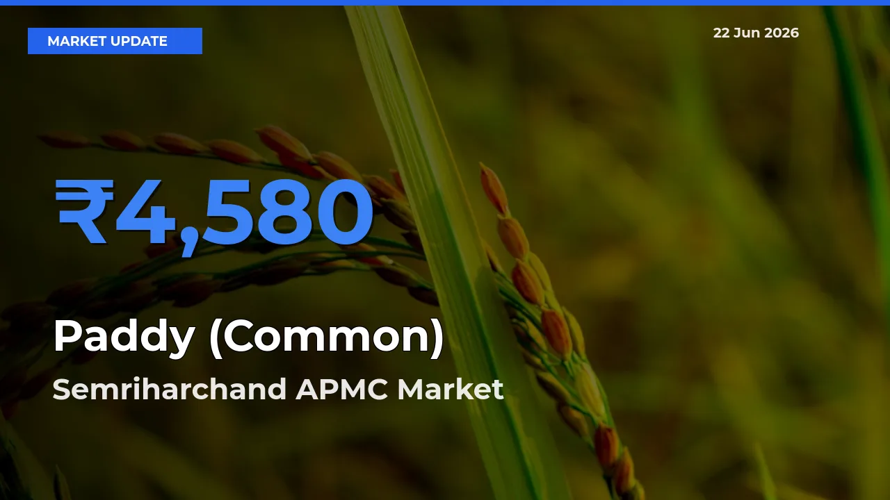 Semriharchand APMC Emerges as Top Mandi for Paddy (Common) Prices Today