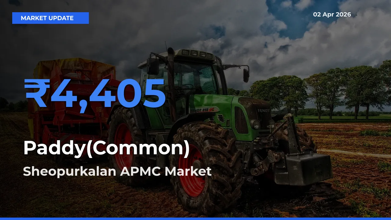 Farmers Prefer Sheopurkalan APMC as Paddy(Common) Hits Highest Rate
