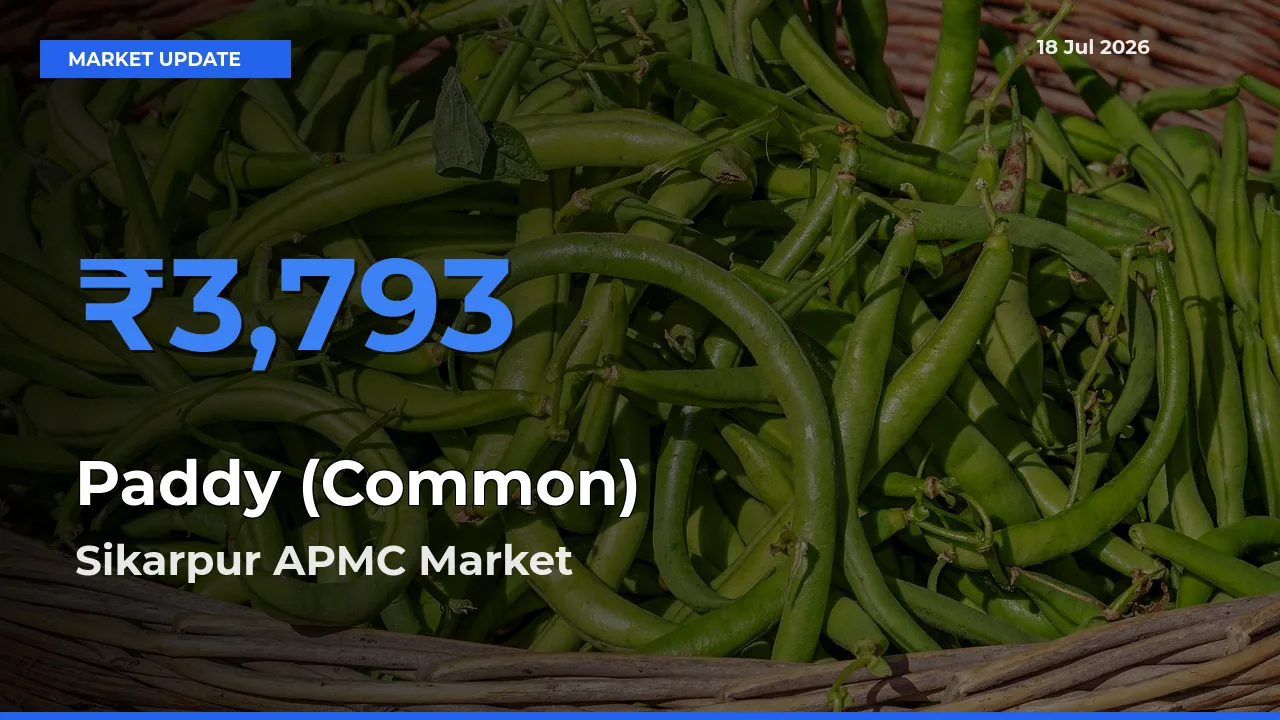 Top Performer! Sikarpur APMC Offers Best Paddy (Common) Price Today