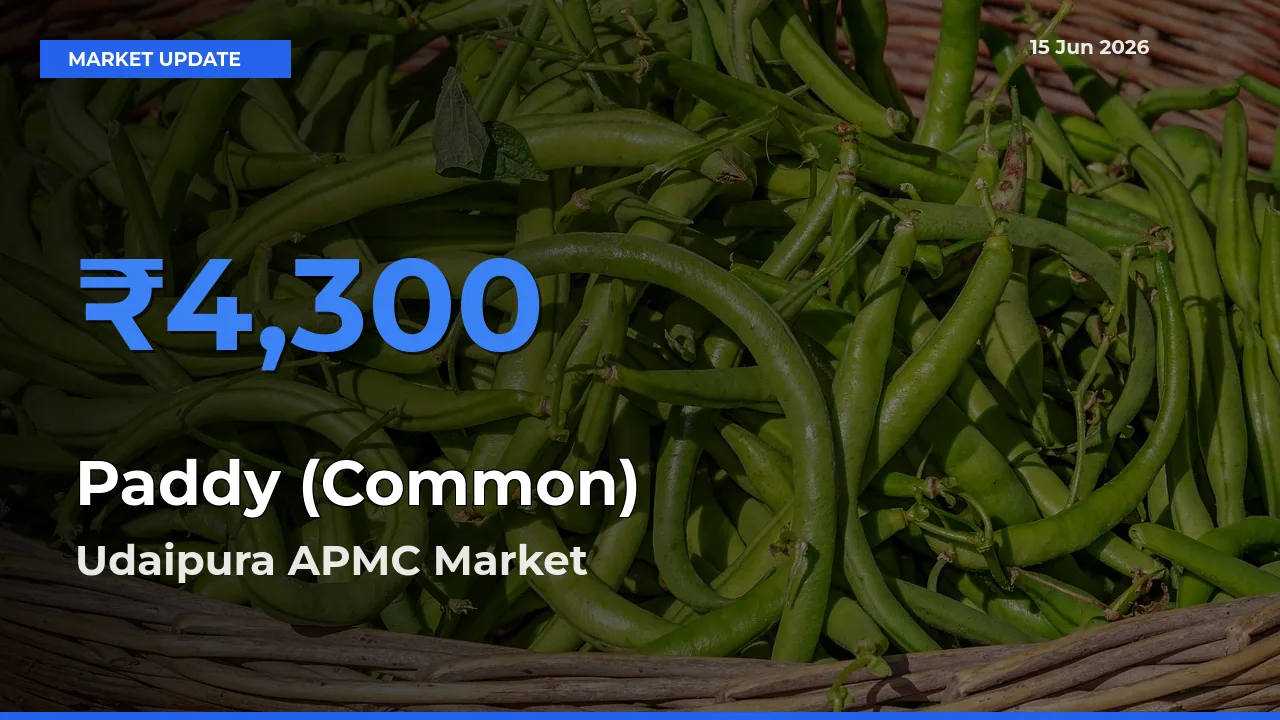 Top Performer! Udaipura APMC Offers Best Paddy (Common) Price Today